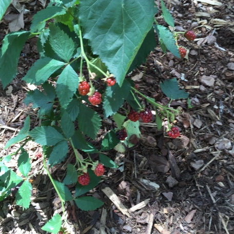 Gardening: fruits & Vegetables 101: Blackberries
